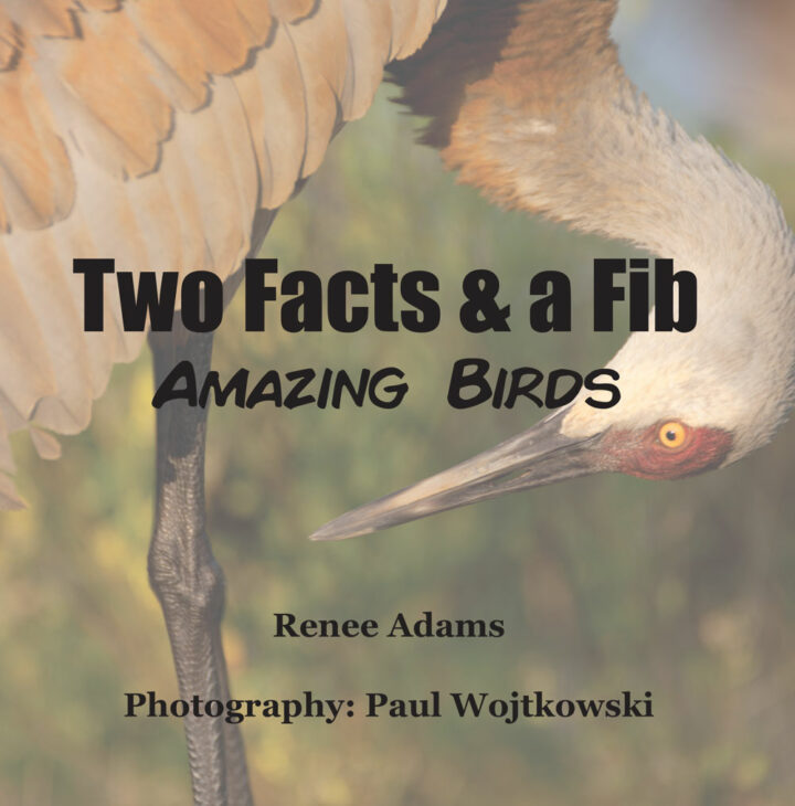 Amazing Birds